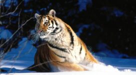 Wintery Scuddle, Siberian Tiger9235519903 272x150 - Wintery Scuddle, Siberian Tiger - Wintery, Tiger, Snow, Siberian, Scuddle